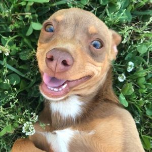 Meet your Posher, Adapberto